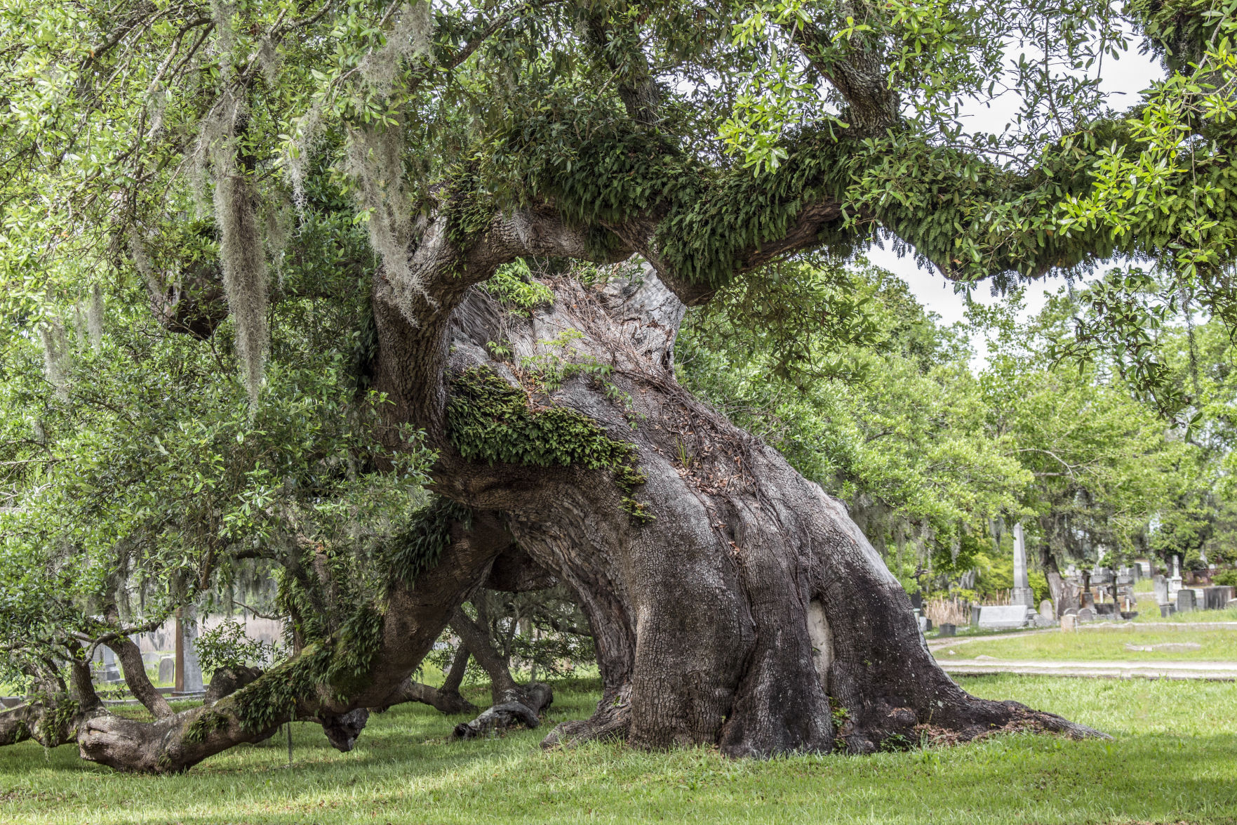Grandfather Oak, Magnolia Cemetery
